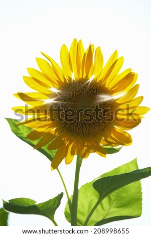 Sunflower Being Covered With The Light