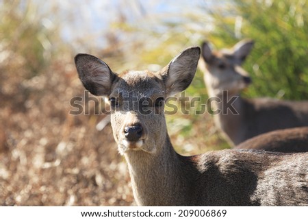 An Image of Deer