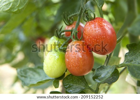 An Image of Grape Tomato