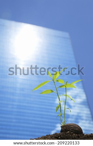 The Seeds To Be Illuminated In The Light Of The Building