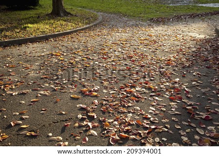 The Fallen Leaves In The Park