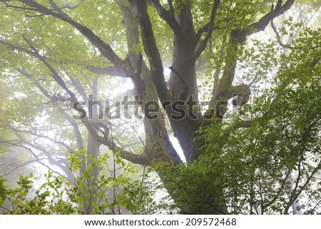 The Beech Forest In The Morning Haze