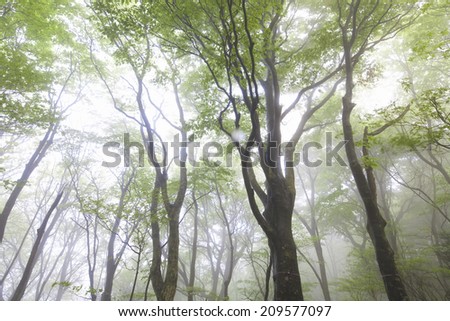 The Beech Forest In The Morning Haze