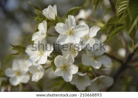 Flowers And Sprouts Of Cherry Blossom