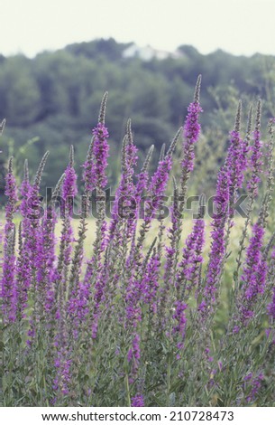 An Image of Purple Herbs