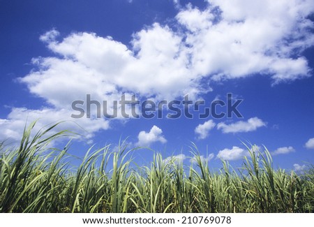 The Sugar Cane Fields Beneath The Blue Sky