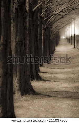 An Image of Tree-Lined Street