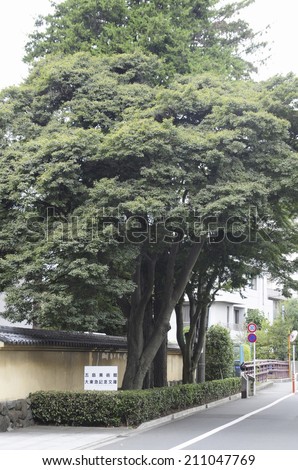 The Giant Tree In Front Of Gotoh Museum
