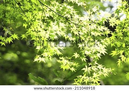 A Shining Maple Leaf