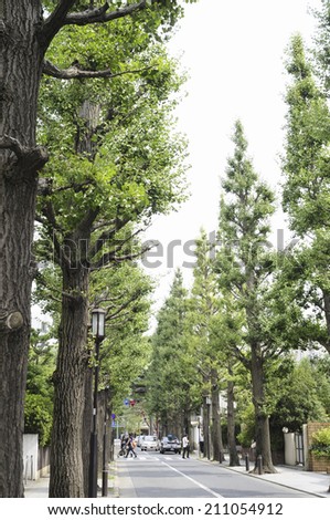 Tree-Lined Streets In Setagaya Seijo 5-Chome