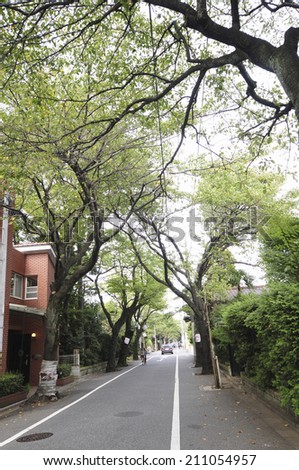 Tree-Lined Street Of Seijo