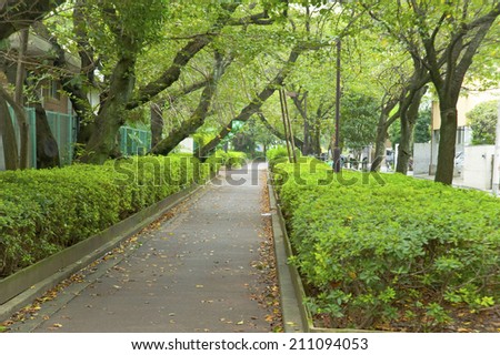 Tree-Lined Streets Of Green Forest