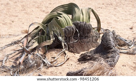 TreeTumbo (Welwitschia mirabilis) plant in desert sand