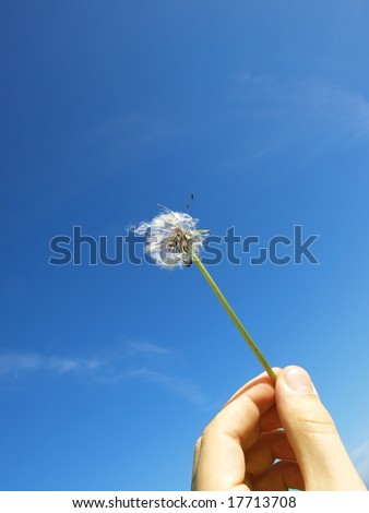 dandelion in the hand