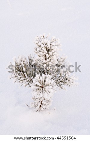 small  pin tree in a snow drift
