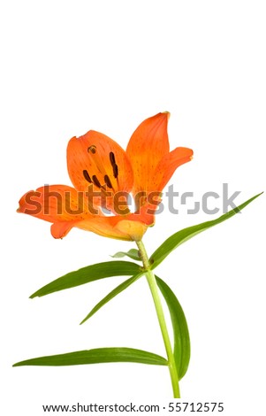 orange lily blossom,isolated on white background