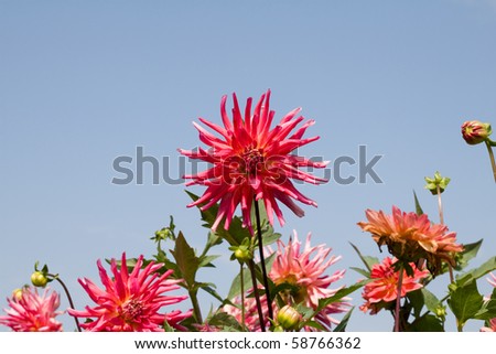 red summer flowers under blue and clear sky