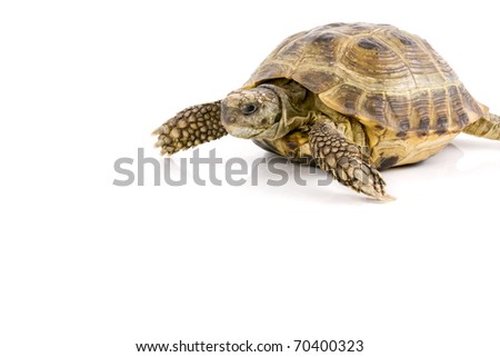 land tortoise crawl over a white background