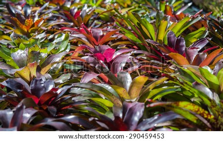 Bromeliad brilliant, beautiful foliage plants