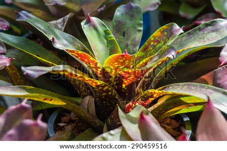 Bromeliad brilliant, beautiful foliage plants