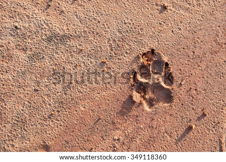 Dog footprints on wet ground.