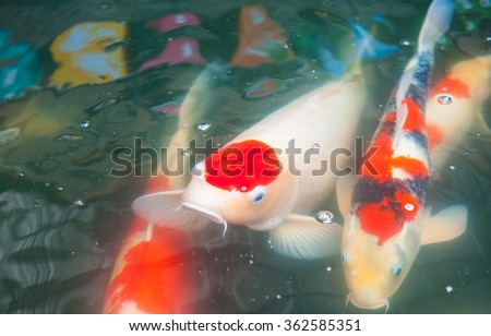 Beautiful fish in fish pond