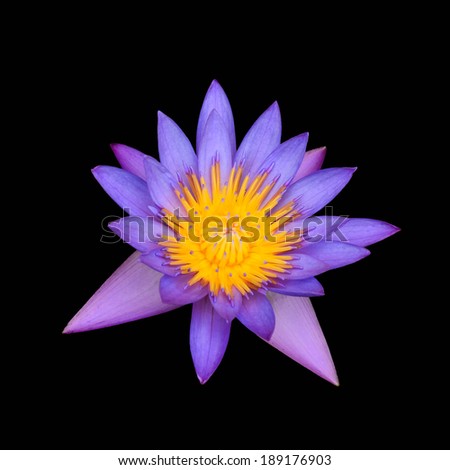 Lotus flower isolated on black background