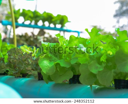 Hydroponics method of growing plants using mineral nutrient solutions, in water, without soil. Close up planting hand Hydroponics plant