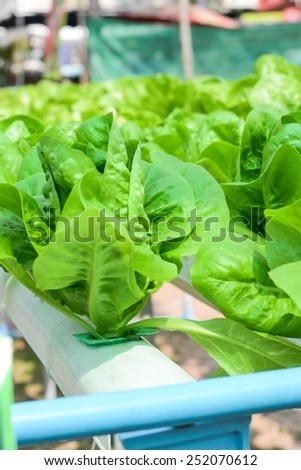 Hydroponics method of growing plants using mineral nutrient solutions, in water, without soil.