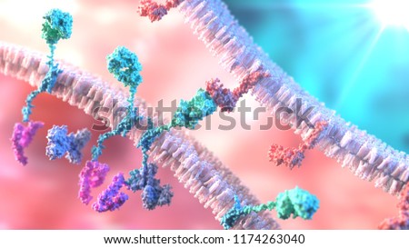 CAR T-Cell Therapy. T-Cell binding to a tumor cell using Chimeric Antigen Receptor (CAR)