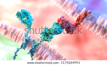 Chimeric Antigen Receptor (CAR) on a T-cell is binding to a molecule on a cancer cell surface