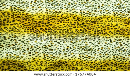 beautiful tiger fur texture of  tiger skin and fur