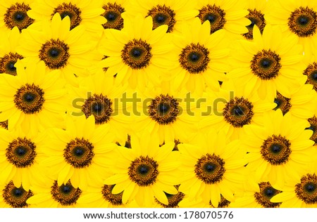 yellow sunflower flower,background of the flowers