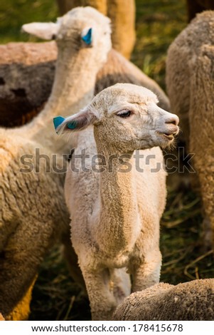 Alpaca (Vicugna pacos) in farm thailand, It resembles a small llama in appearance.