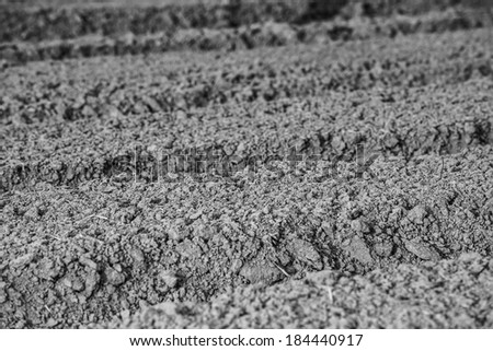 black and white portrait The soil Cabbage Patch prepared planted in the farm