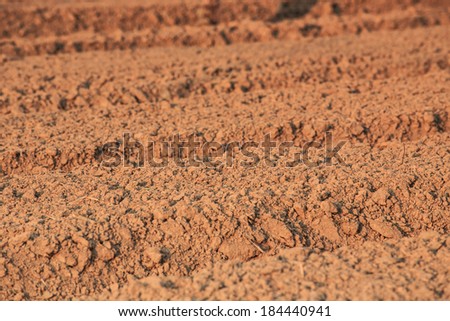 The soil Cabbage Patch prepared planted in the farm