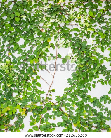 Green Creeper Plant on white wall