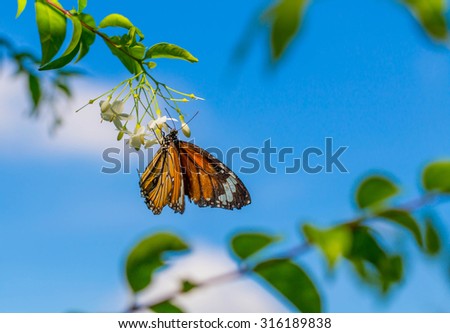 Orange Butterflies perch on branches sky background.
