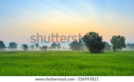 Rice Field of Farmer and sun in the morning,in Thailand