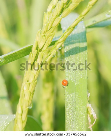 Insect on leaf rice and water drop on leaf rice in the morning.