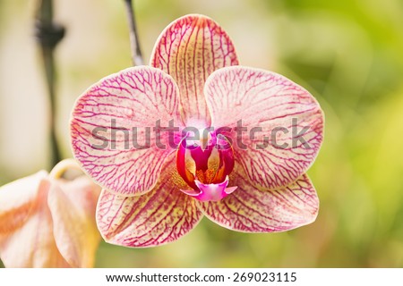 Blooming beautiful pink orchid flowers exotic plant