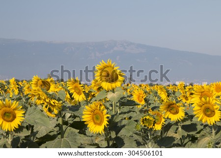 sunflower field, yellow sunflowers in field, summer