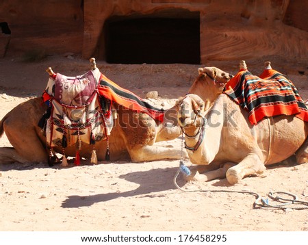 Two Camel Sitting On A Desert Of Petra