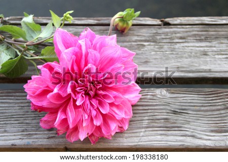 Dahlia on plank across river in the morning close up