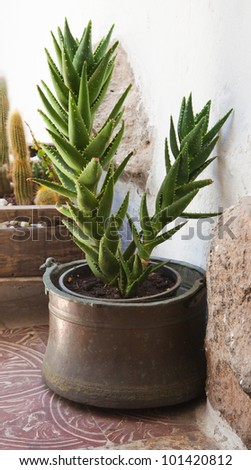 succulent plant in a old metal container on a releifed floor in a patio