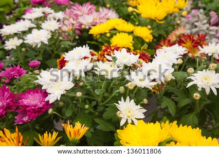 spray chrysanthemums, natural background