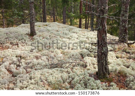 reindeer moss isolated on white