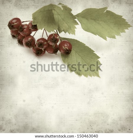 textured old paper background with hawthorn berries