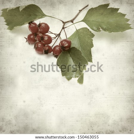 textured old paper background with hawthorn berries