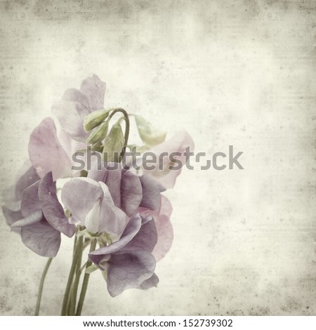 textured old paper background with sweet pea flowers